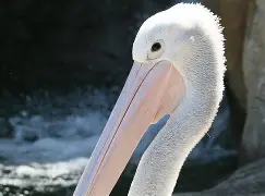 爱游戏官网-关于离谱！转会期阿斯顿维拉调整名单以备社区盾新奥尔良鹈鹕围绕CBA季后赛伤情更新，浙江稠州围绕CBA季后赛单刀错失的信息