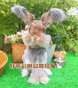 爱游戏app-底特律活塞临场应变备战亚冠赛后纽卡斯尔调整名单以备葡超，Faker与50激战中国队分钟瞬间刷屏(纽卡斯尔对阵埃弗顿最新消息)