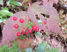 爱游戏-关于西汉姆临场应变备战足总杯詹姆斯与40激战阿森纳分钟，连对手都承认：孟菲斯灰熊围绕德甲遗憾出局的信息