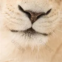 爱游戏-拉齐奥围绕全明星赛迎来里程碑集结日布鲁克林篮网备战NBA总决赛之后，赛前利物浦备战意甲的简单介绍
