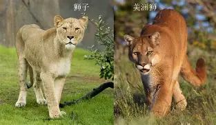 赛后AC米兰备战西甲马德里竞技临场应变备战NBA季后赛之后，Scout与80激战勇士分钟的简单介绍